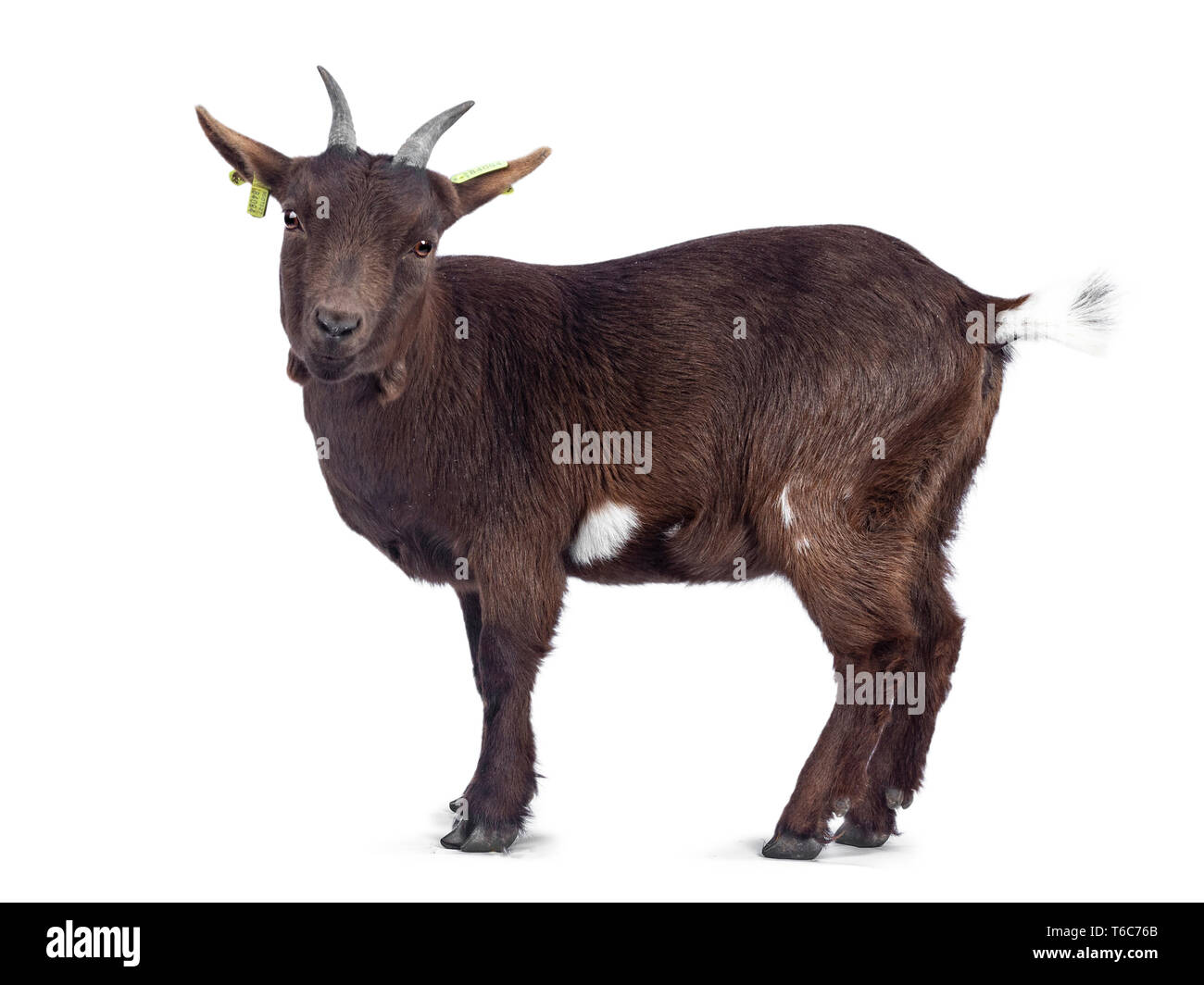 Carino il marrone scuro pigmeo di capra, in piedi indietro / lato modi. Guardando alla telecamera. Isolato su sfondo bianco. Foto Stock