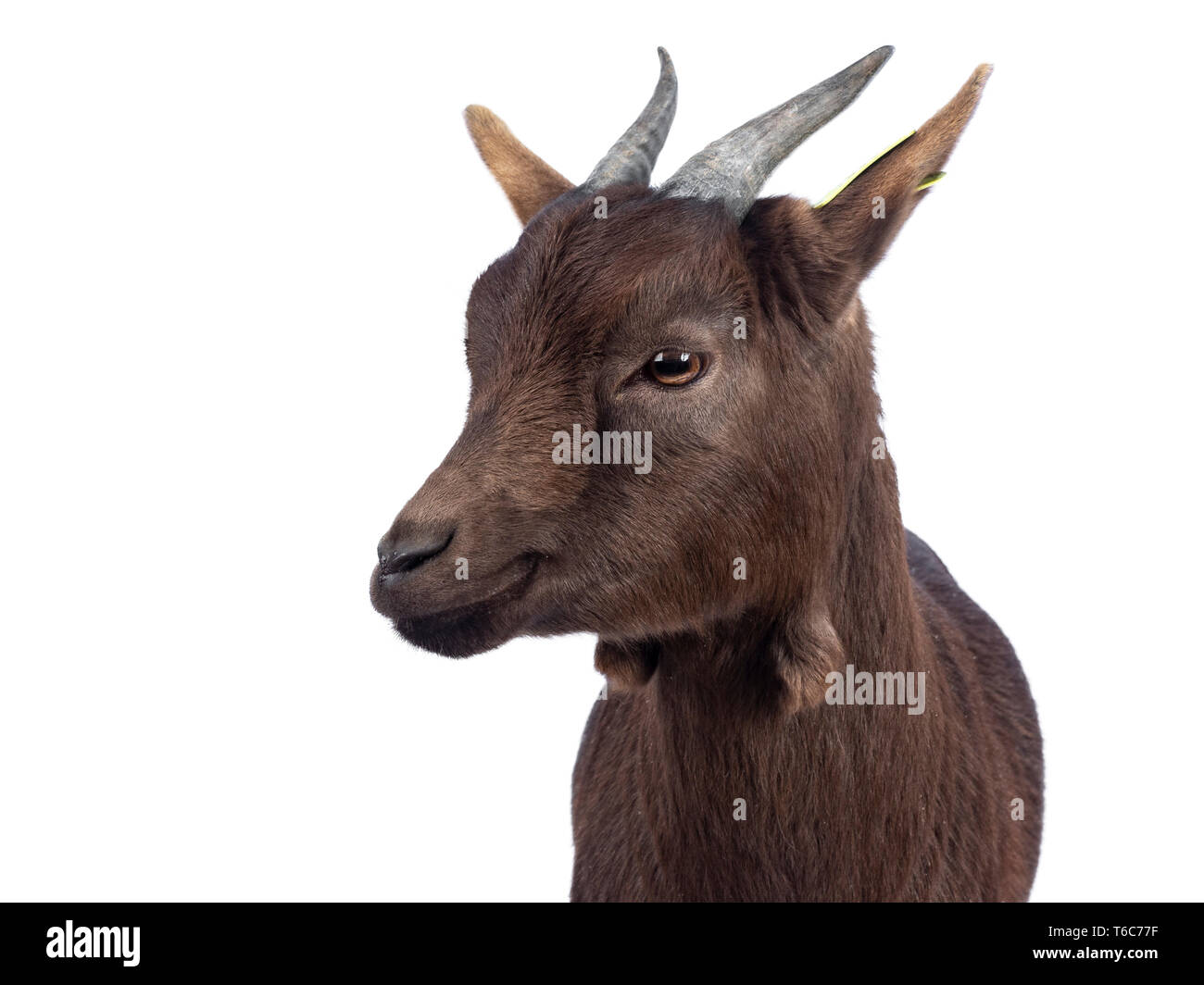 Colpo alla testa della cute marrone scuro pigmeo di capra, in piedi rivolto verso la parte anteriore, la testa rivolta verso il lato cercando accanto alla fotocamera. Isolato su sfondo bianco. Foto Stock