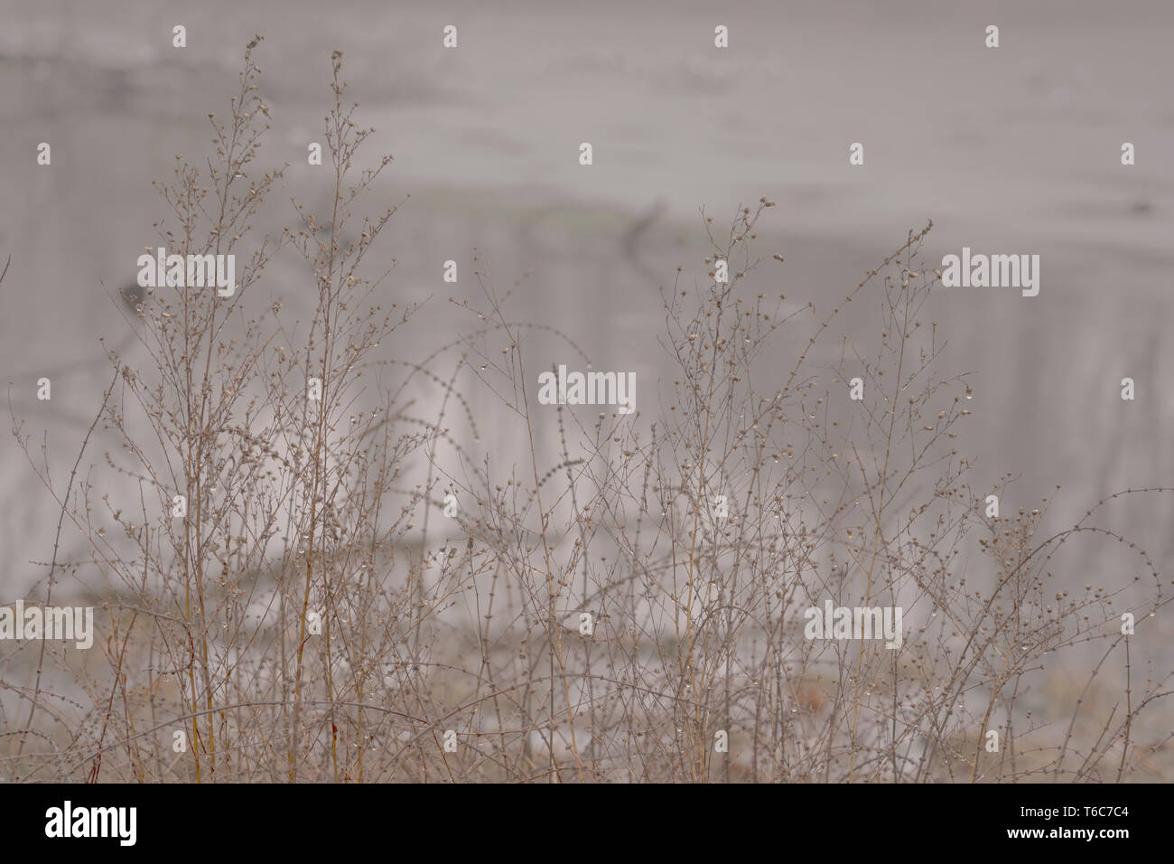 Paesaggio invernale con erba e nebbia. Foto Stock