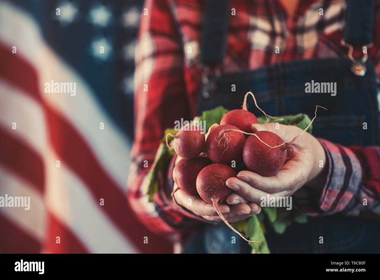 Donna americana l'agricoltore che detiene mazzetto di raccolte di ravanelli, close up delle mani Foto Stock