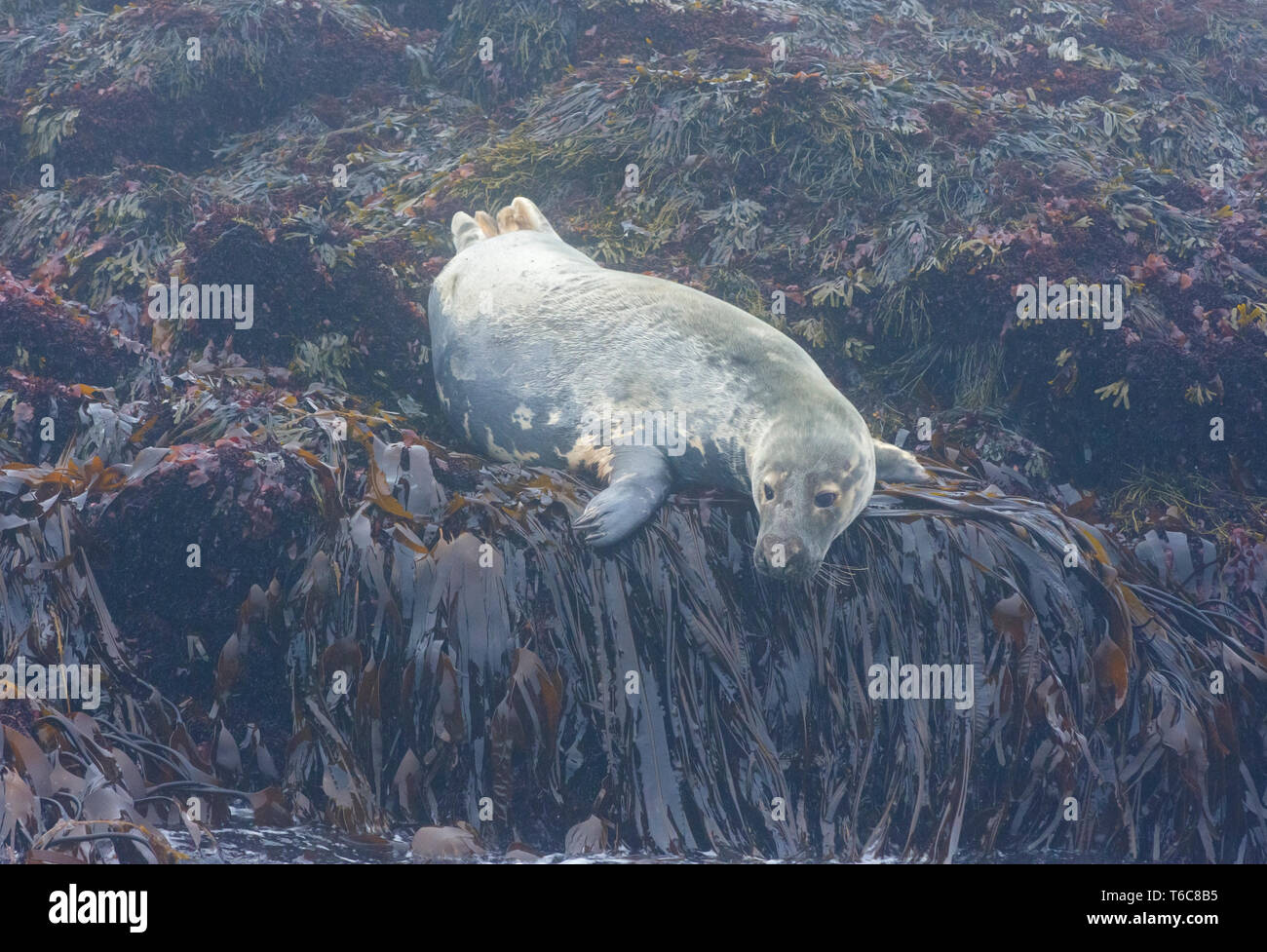 Guarnizione grigio (Halichoerus grypus). Vicino a guarnizione Machias isola al largo delle coste del Maine. Foto Stock