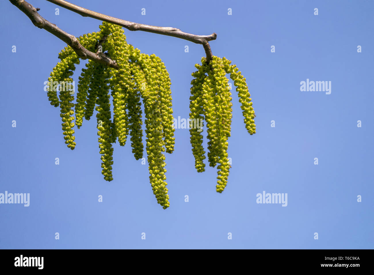 Noce reale (Juglans regia) con fiori maschili Foto Stock