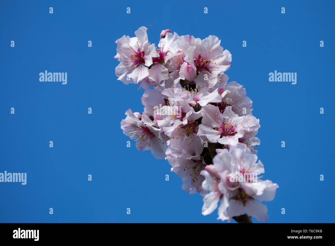 Mandorlo blossom (Prunus dulcis) Foto Stock