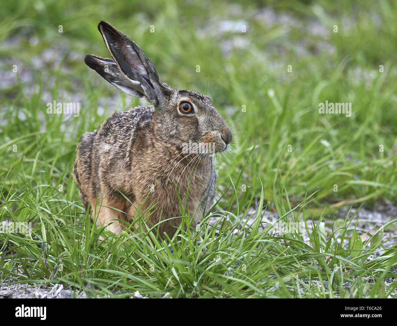 Europeo, lepre Lepus europaeus, marrone lepre Foto Stock