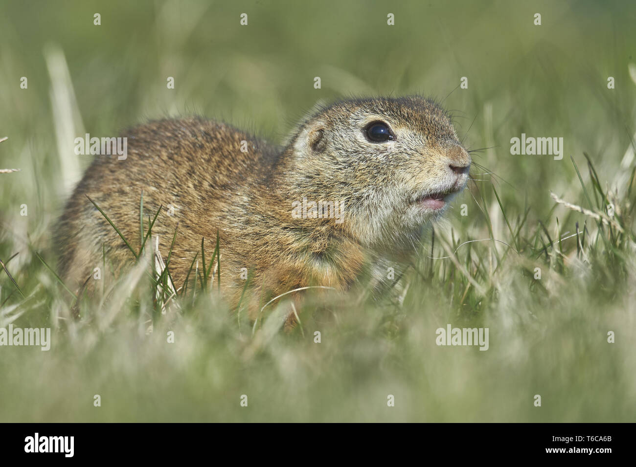 Terreno europeo scoiattolo, Gopher, genere Spermophilus, Austria Foto Stock