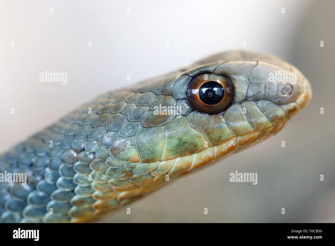 Montpellier snake (Malpolon insignitus) Foto Stock