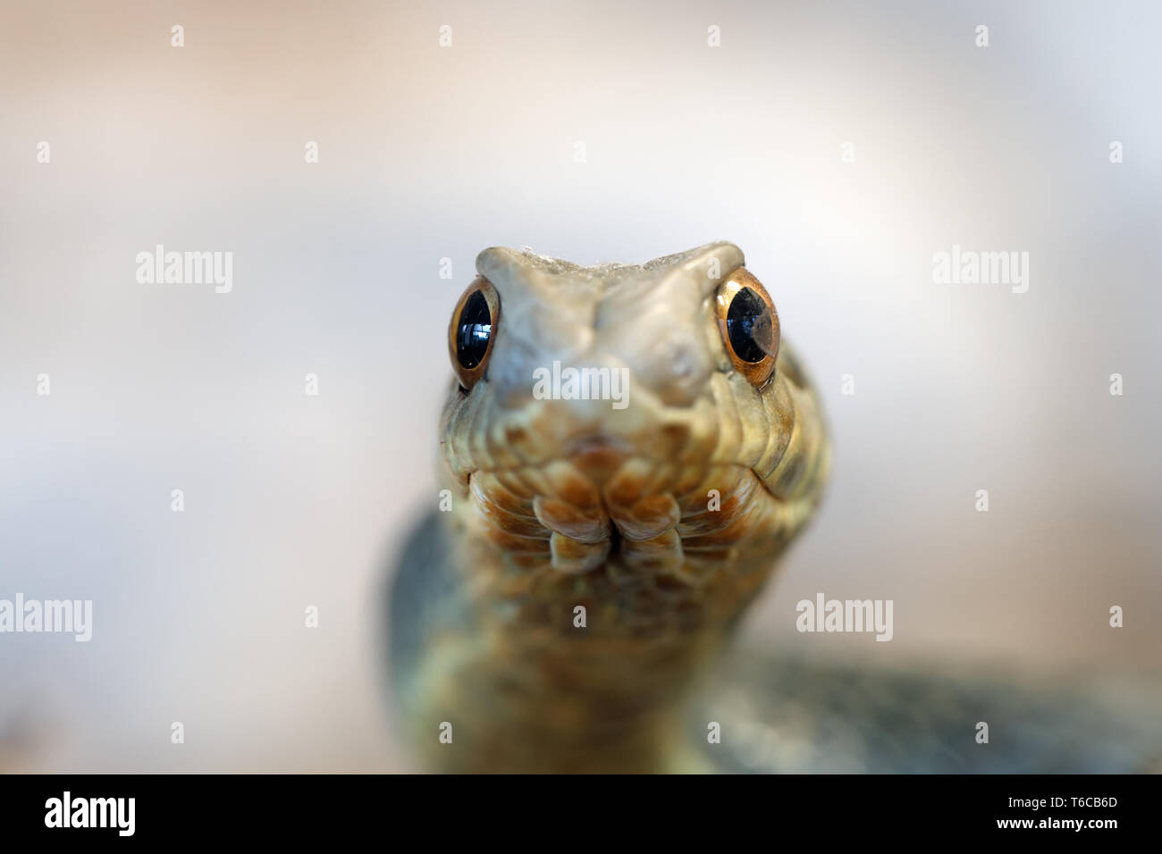 Montpellier snake (Malpolon insignitus) Foto Stock