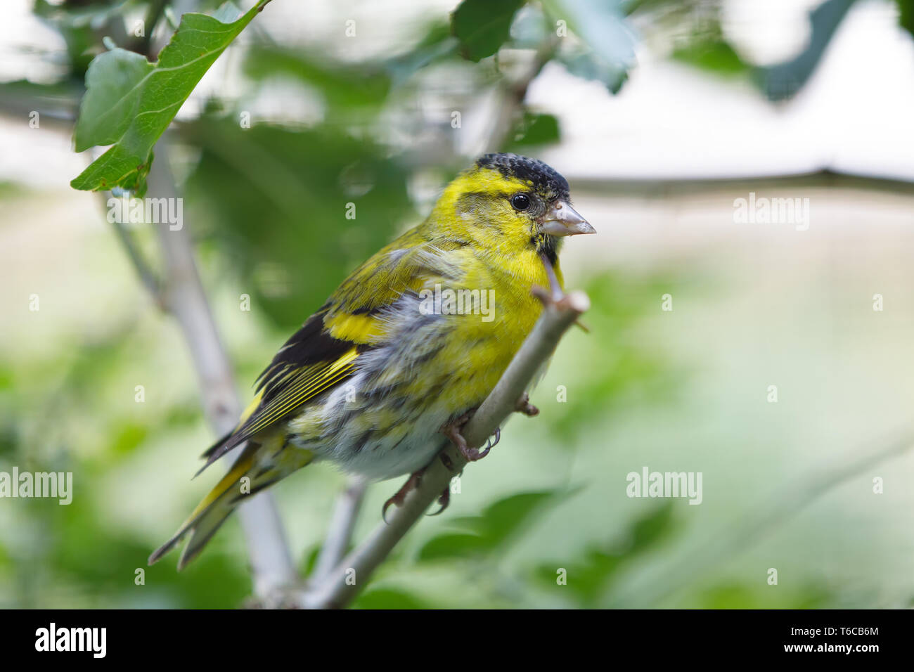 Eurasian lucherino (Spinus spinus) small passerine bird Foto Stock