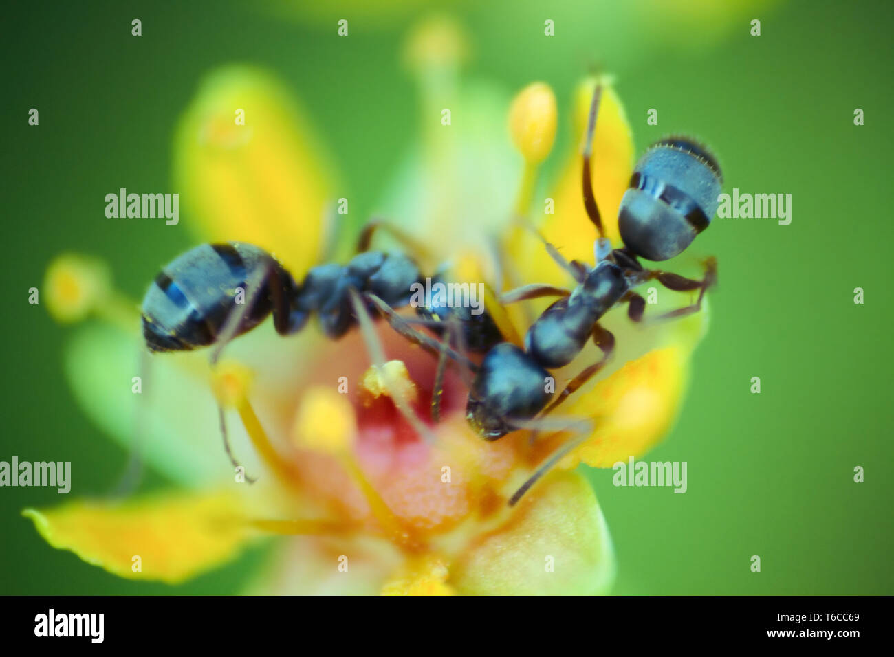 Sfocata. fiore microscopica delle dimensioni di una formica attira gli insetti con un abbondanza di nettare. Rovistando ant. Finestra nel mondo delle macro ultra, montagna Foto Stock
