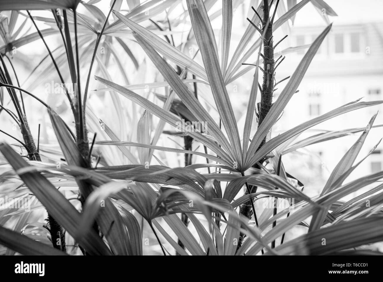 In prossimità di una piscina Palm tree Foto Stock