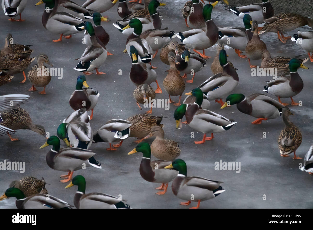 Grande accumulo di anatre in inverno sul ghiaccio del serbatoio. Germani reali in branchi sullo svernamento di numerose specie di uccelli Foto Stock