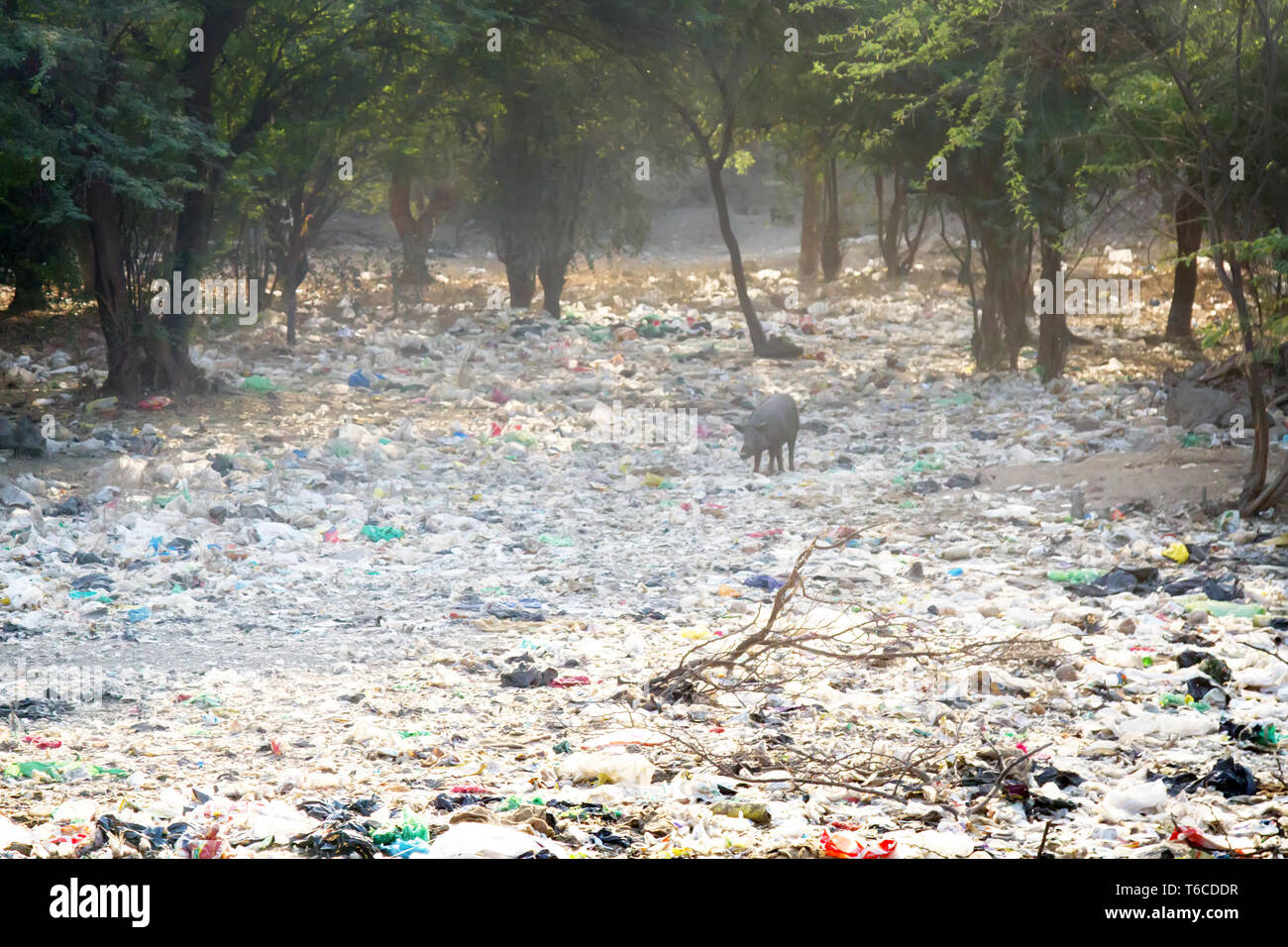 Pratiche di dumping dei rifiuti domestici n acacia grove e un free-range maiale, India Foto Stock