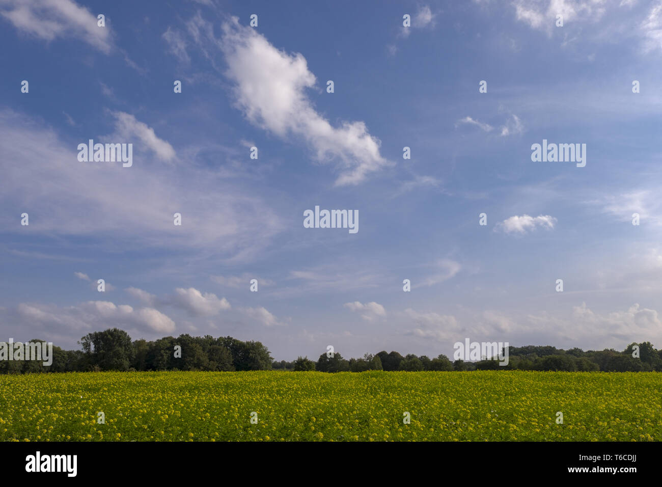 Senape nera (Brassica nigra) Foto Stock