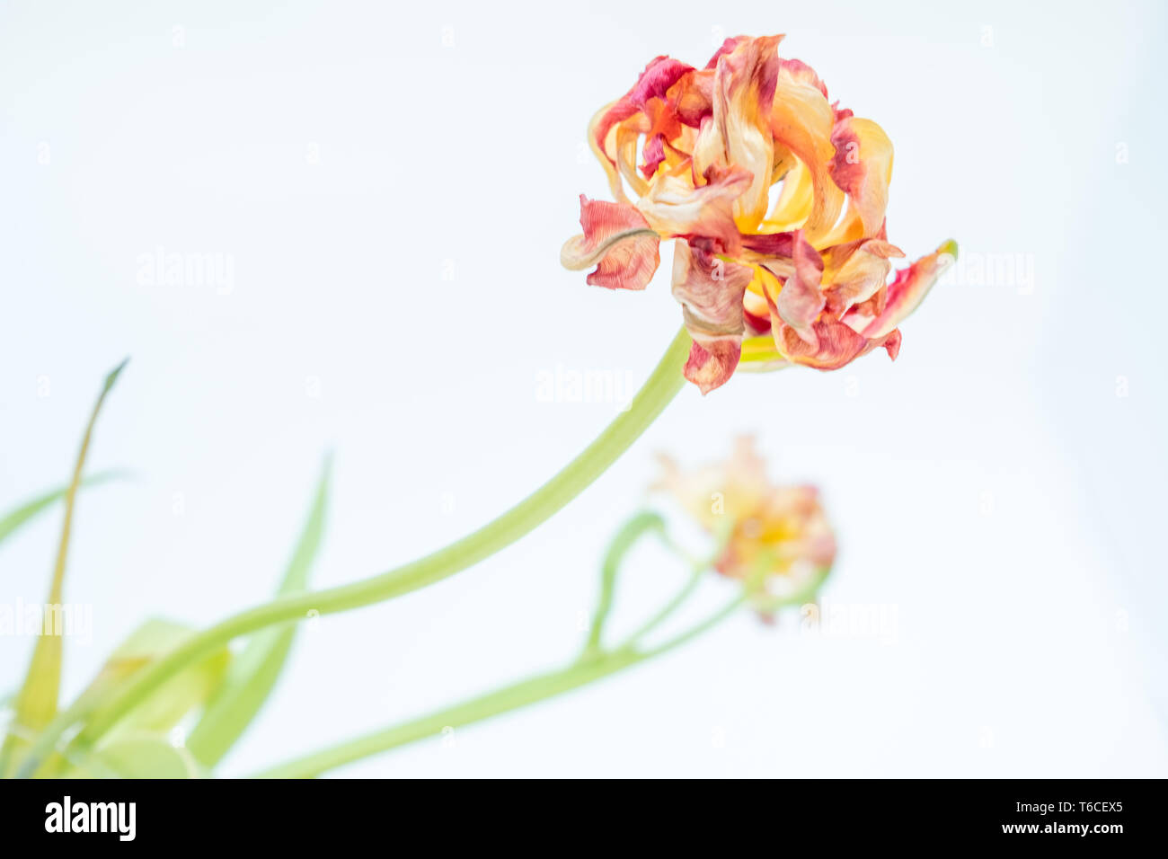 Striminziti tulip sembra veramente raggiante di leggera sfocatura applicata all'immagine Foto Stock