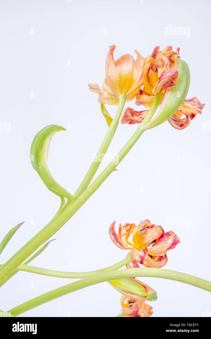 Raro tulip con due fiorisce su uno stelo; uno è invecchiato e stropicciato mentre l'altro è ancora grassottello e vivace Foto Stock
