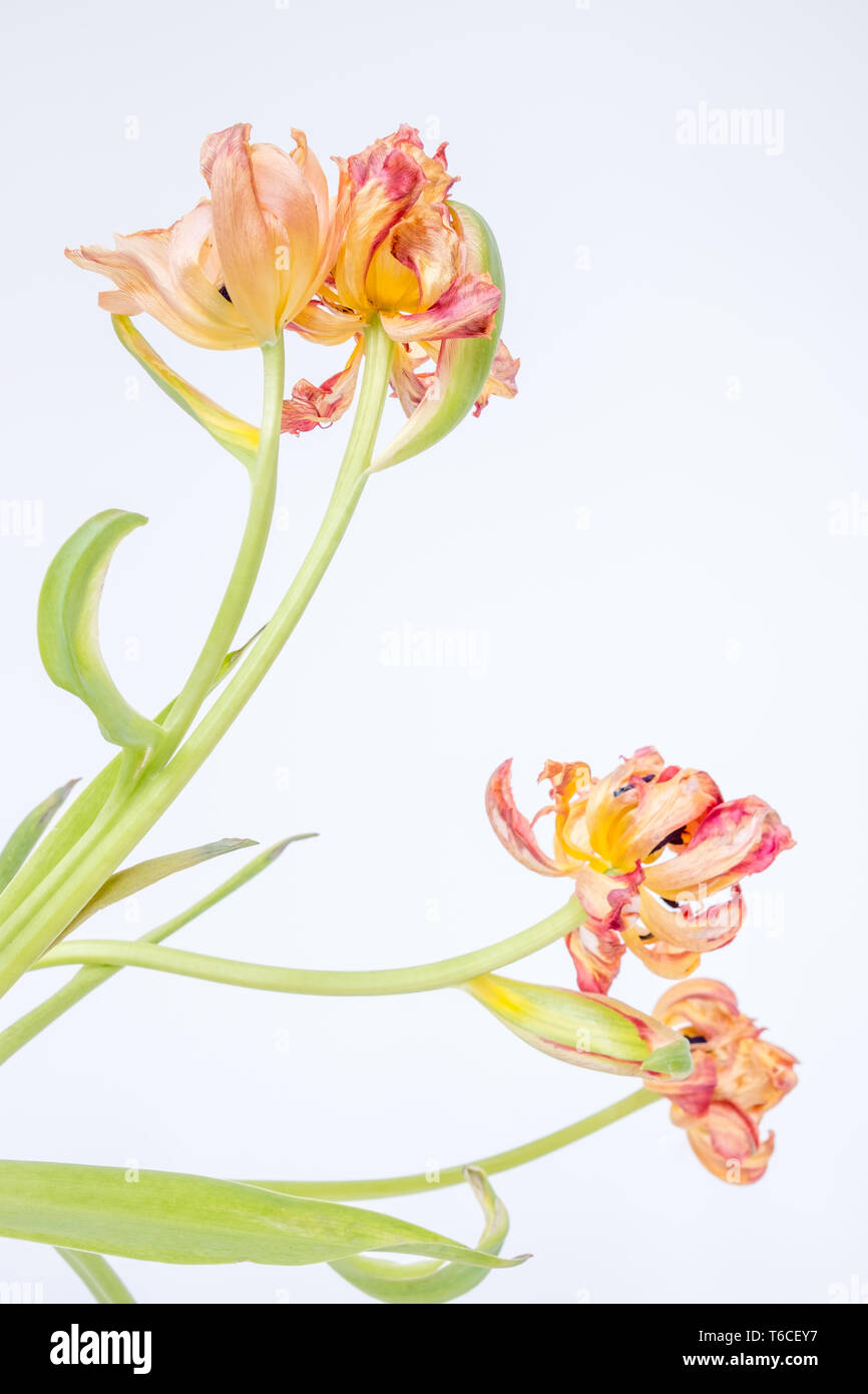 Due splendide fioriture di tulipani da uno stelo hanno invecchiato in modo diverso. Immagine è bilanciata da due più fuori fuoco di età compresa tra i blumi Foto Stock