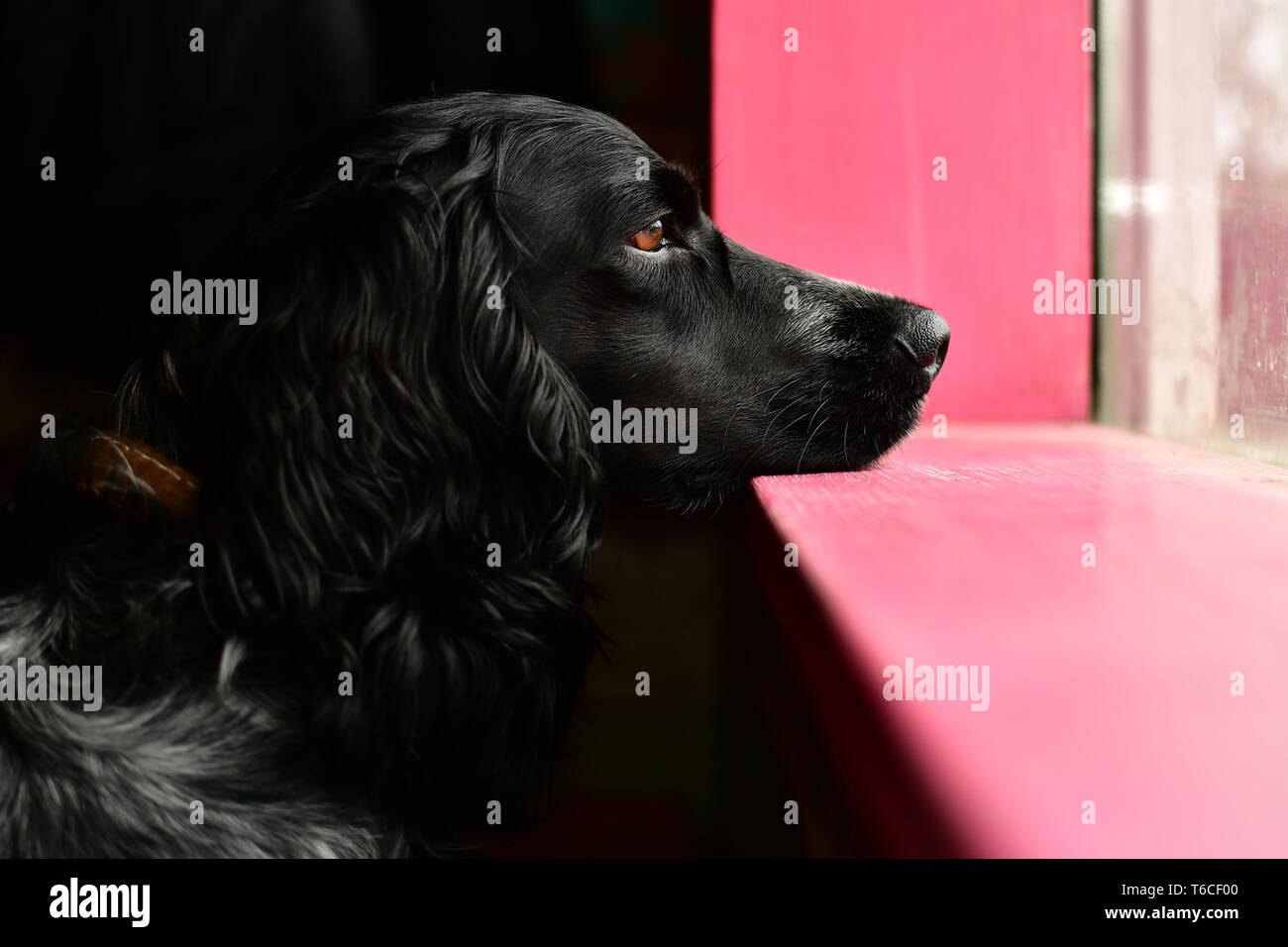 Spaniel guardare fuori dalla finestra, manca un master Foto Stock