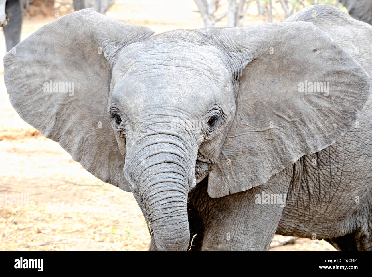 Little elefante con grandi orecchie Foto Stock