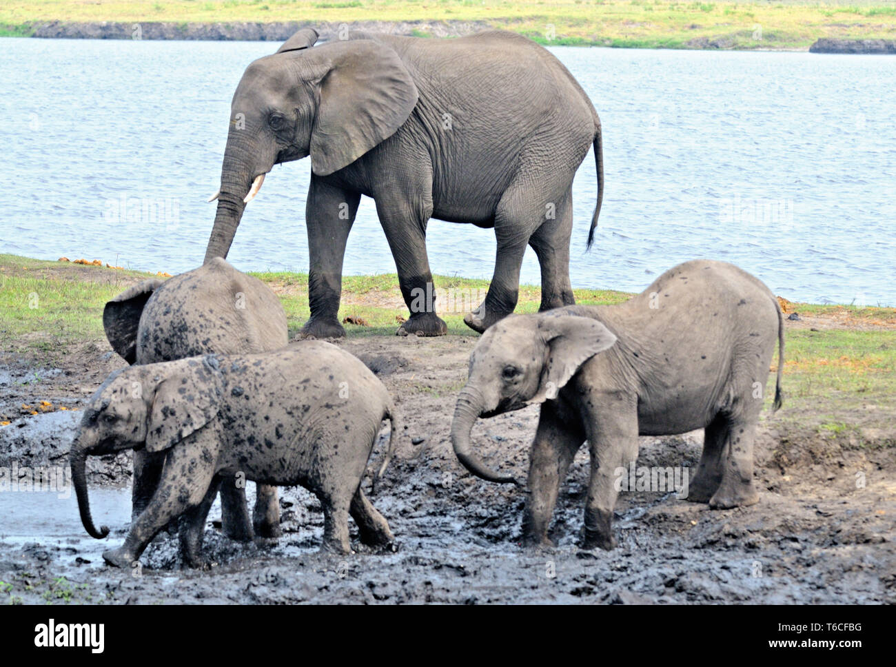 Elefanti in bagno di fango Foto Stock