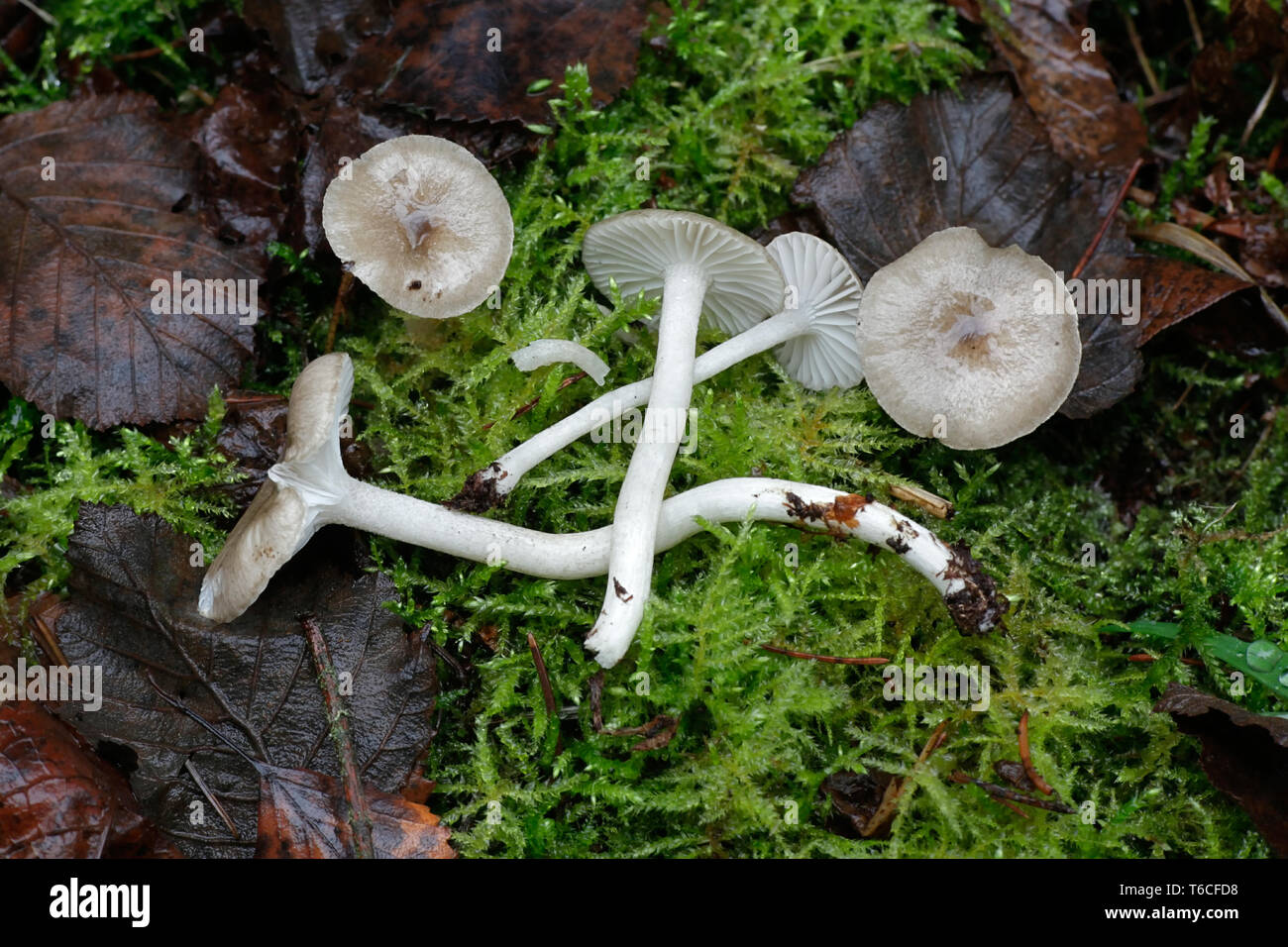 Hygrophorus olivaceoalbus, noto come la cera di oliva pac, sheated waxgill o viscido dalla guaina tappo ceroso Foto Stock