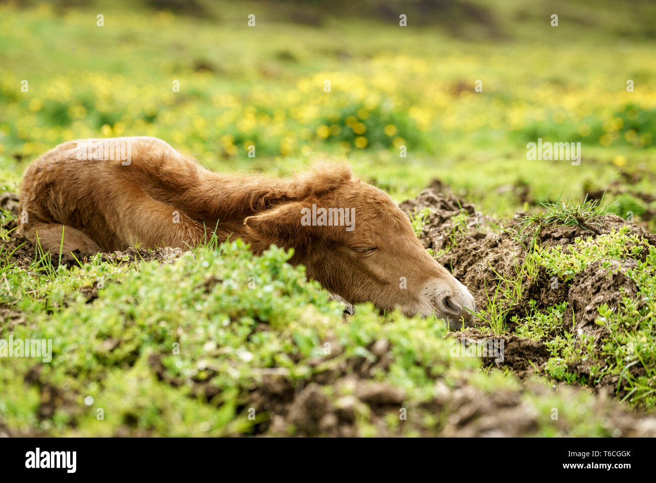Settimana vecchio puledro dormendo nel campo in una fattoria in Islanda Foto Stock