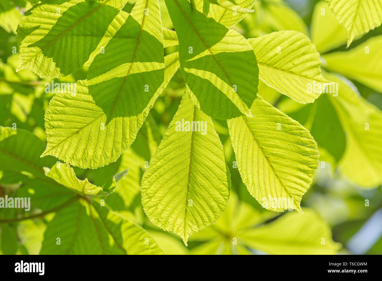 Primo piano di foglie verdi a molla Foto Stock