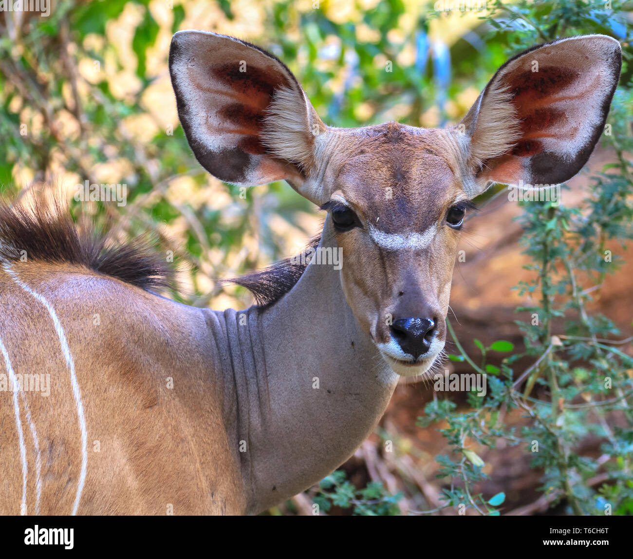 Close-up femmina faccia maggiore kudu Tragelaphus strepsiceros. Bel viso con grandi orecchie ascolto e grandi occhi con lunghe ciglia. Samburu Reserve Foto Stock