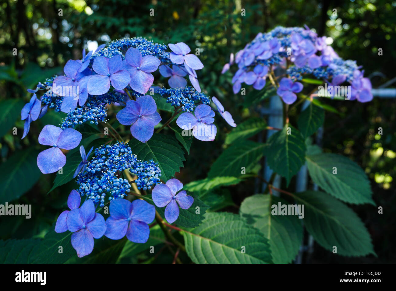 Close up blu vivo lacecap hydrangea, Hydrangea macrophylla estate arbusto a fioritura Foto Stock