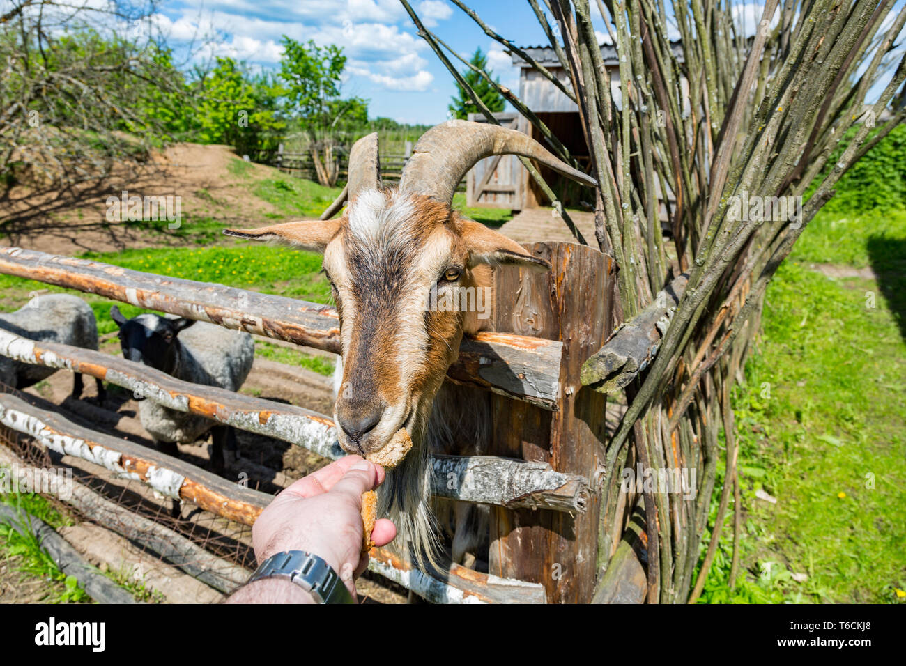 Nei giorni feriali presso l'azienda agricola europea Foto Stock