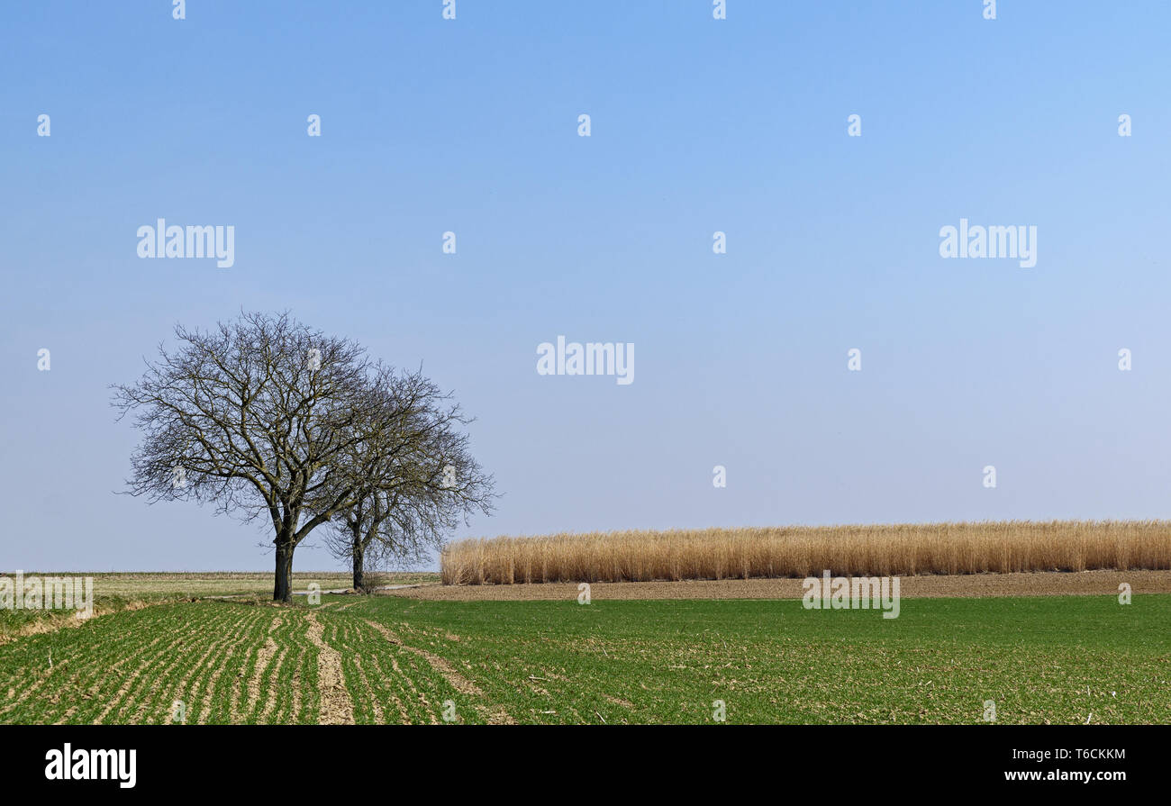 Campo con il gigante cinese (Miscanthus x giganteus) Foto Stock