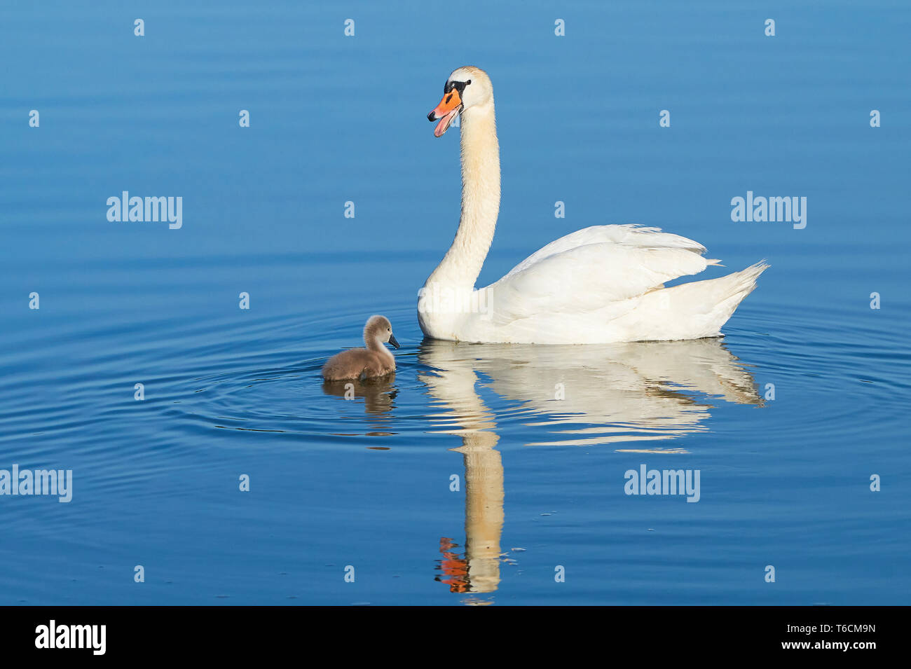 Cigni in un Lago Mueritz National Park in estate Foto Stock