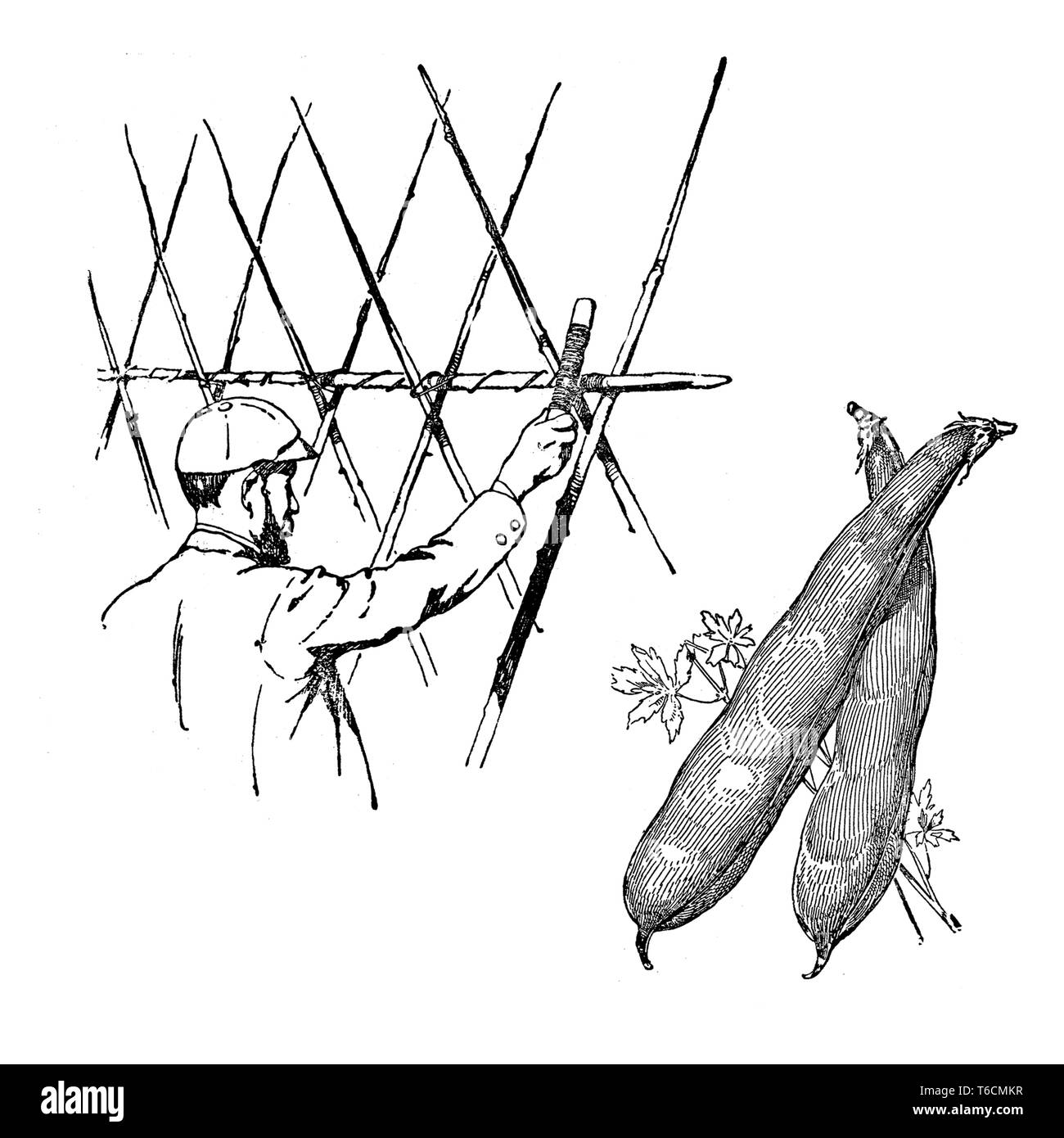 Gli uomini al lavoro per un giardino a graticcio in modo da piantare e far crescere le piante di fagioli Foto Stock
