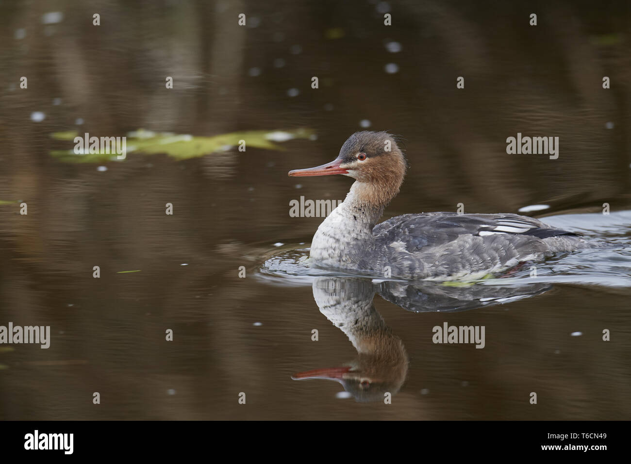 Pesce d'anatra, serrator Mergus merganser, serrator, rosso-breasted merganser Foto Stock