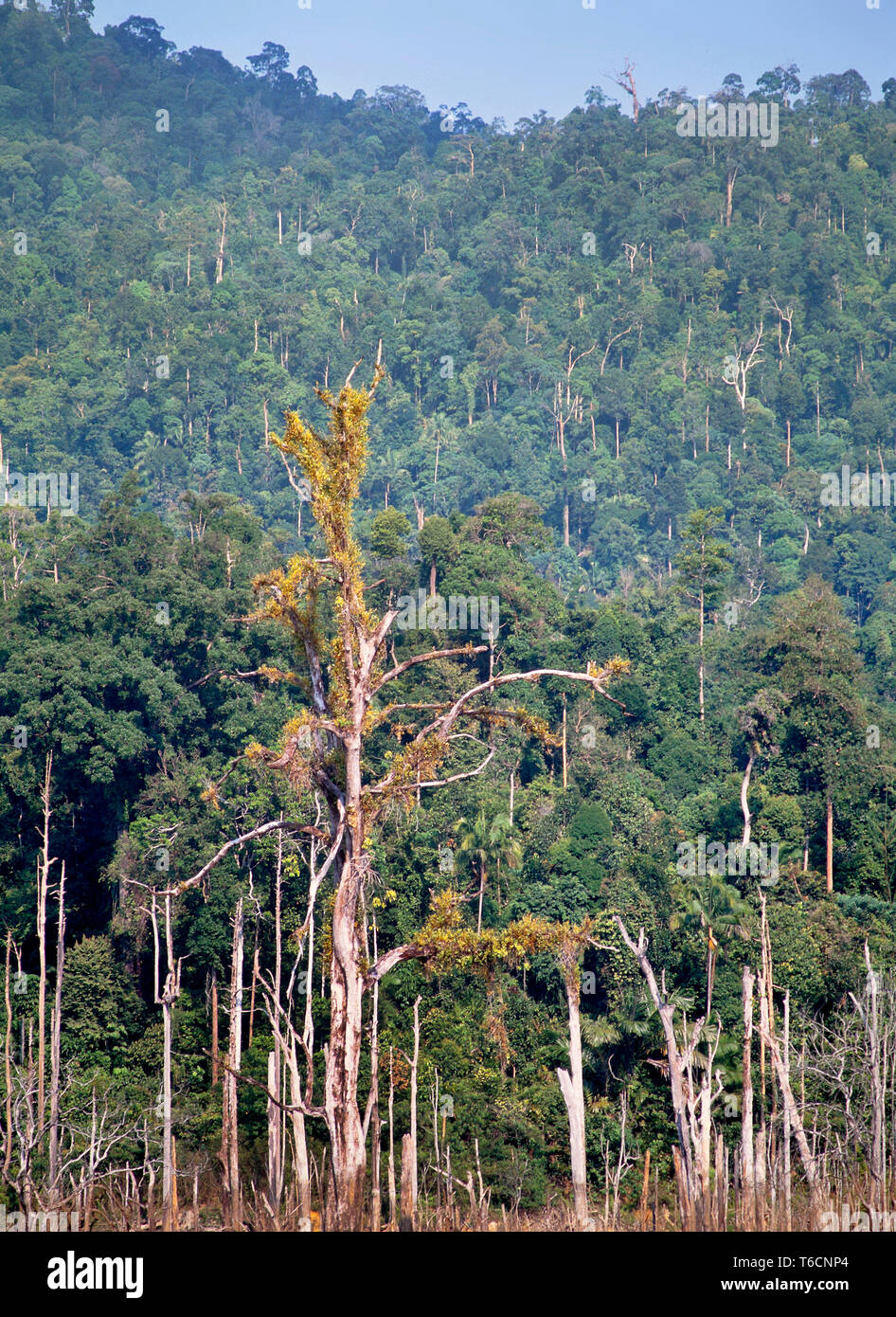 Inondati di foresta tropicale, Lake Kenyir, Pahang, Malaysia. Foto Stock