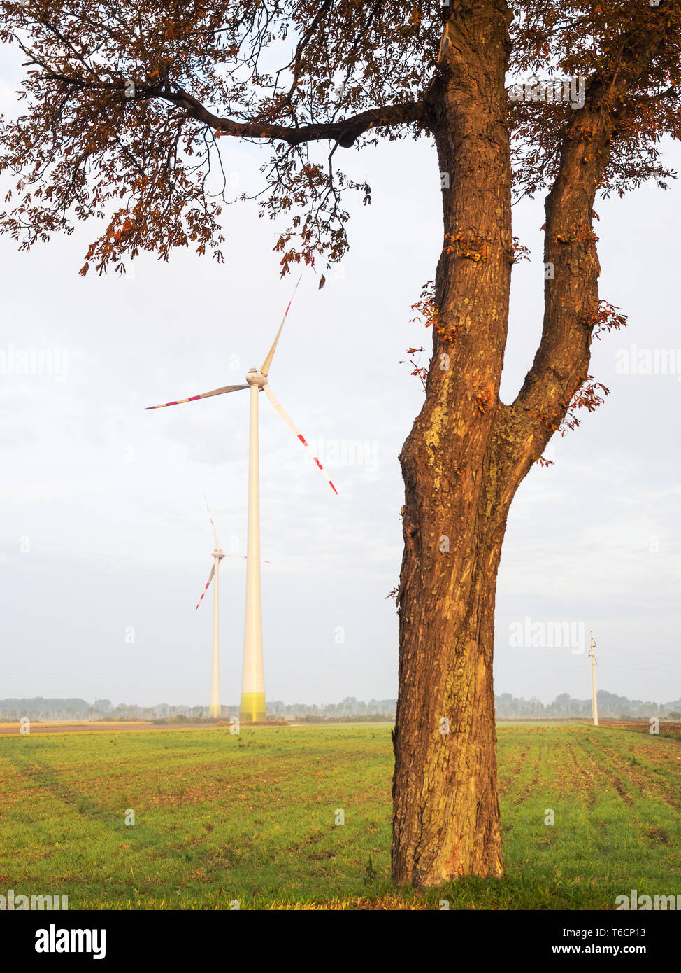 Le turbine eoliche sui campi con albero in primo piano Foto Stock