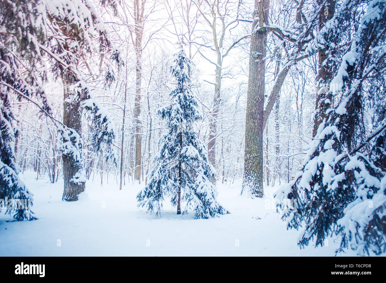 Fantastico fiabesco paesaggio magico Visualizza Christmas Tree Forest Park in inverno in una giornata di sole. Natale Inverno Anno Nuovo scenario dello sfondo. Foto Stock