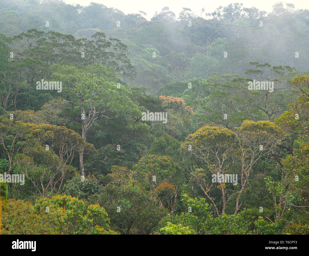 La foresta pluviale tropicale vegetazione, Sarawak, Malaysia orientale Foto Stock