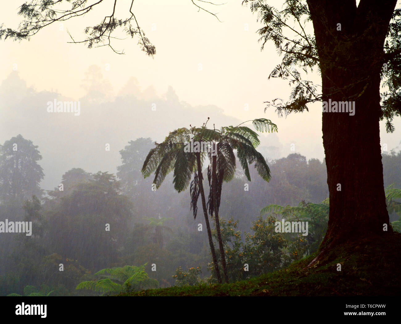 La foresta pluviale tropicale vegetazione, piogge monsoniche, Malaysia Foto Stock