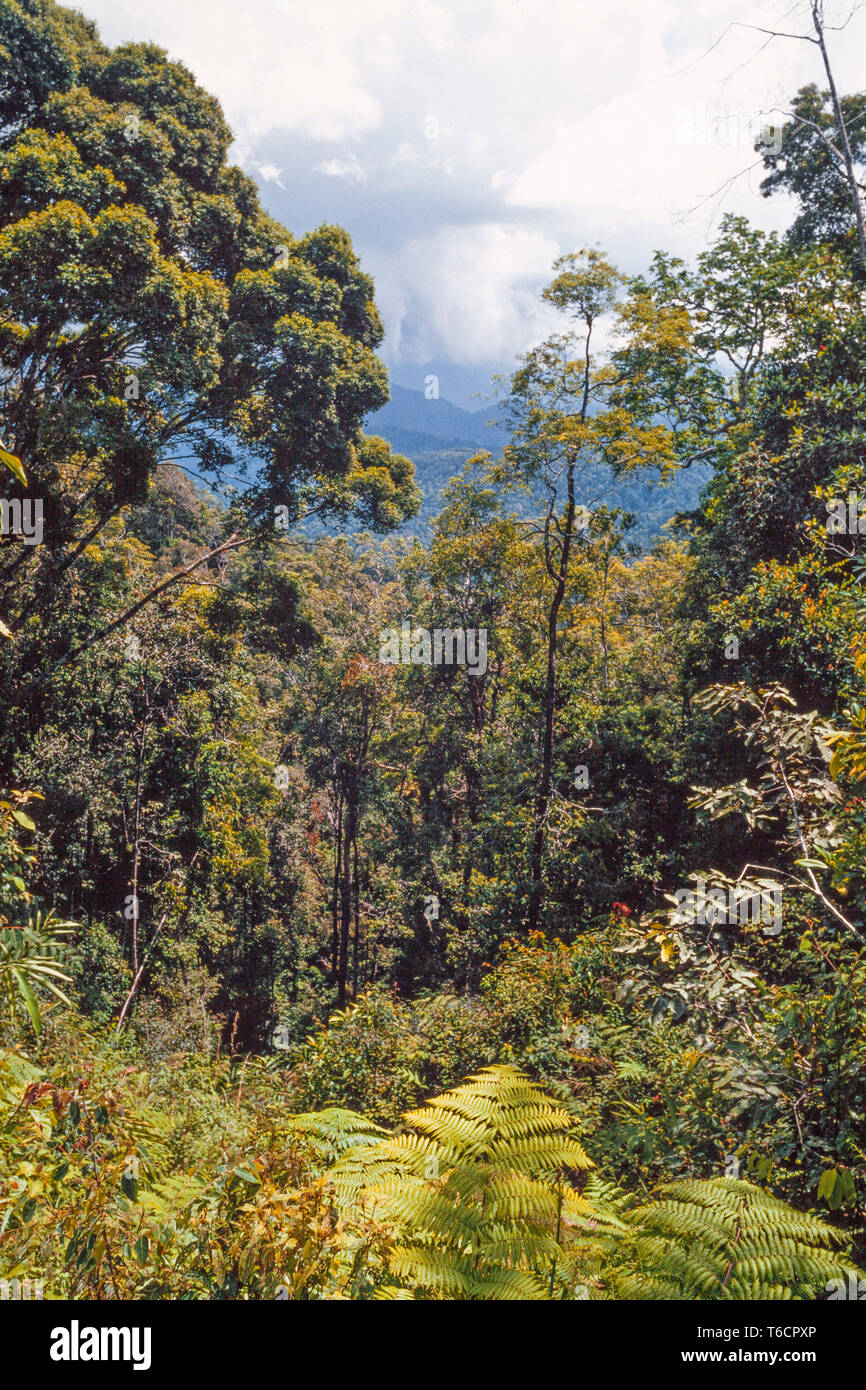 Malaysia, Genting Highlands, foresta pluviale tropicale vegetazione Foto Stock