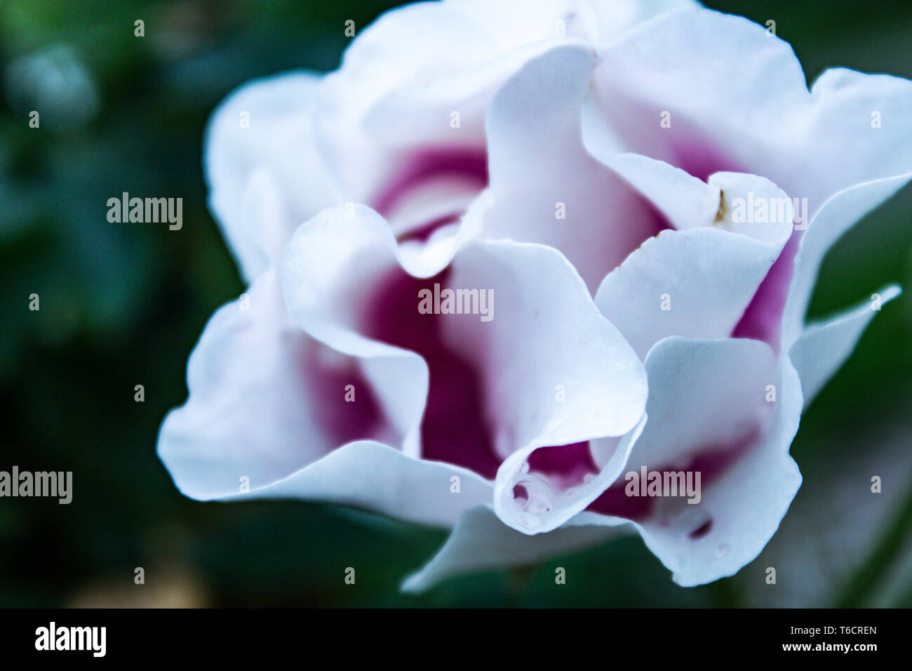 Fiore in erba Foto Stock