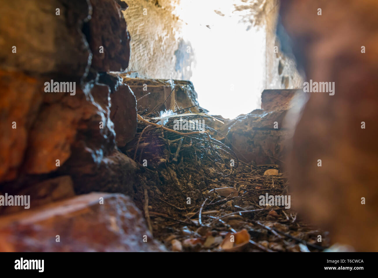 Rimanenti ramoscelli di un vecchio in disuso nido di uccelli in un foro in un vecchio degradato e parete danneggiata nel Regno Unito. Foto Stock