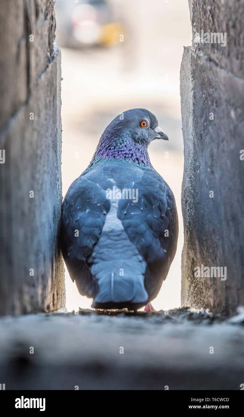 Piccioni selvatici (Columba livia domestica, AKA Città Colomba, città Piccioni & Street Pigeon) in piedi in uno spazio a lato di un vecchio muro in Hampshire, Regno Unito. Foto Stock