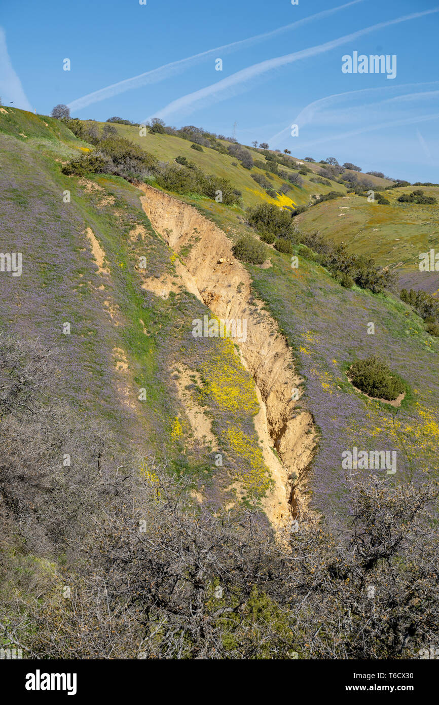 Vista del San Andreas anomalia lungo l'Autostrada 58 in California, a Carrizo Plain monumento nazionale. Fiori Selvatici in viola e di colore giallo durante la super bloom Foto Stock