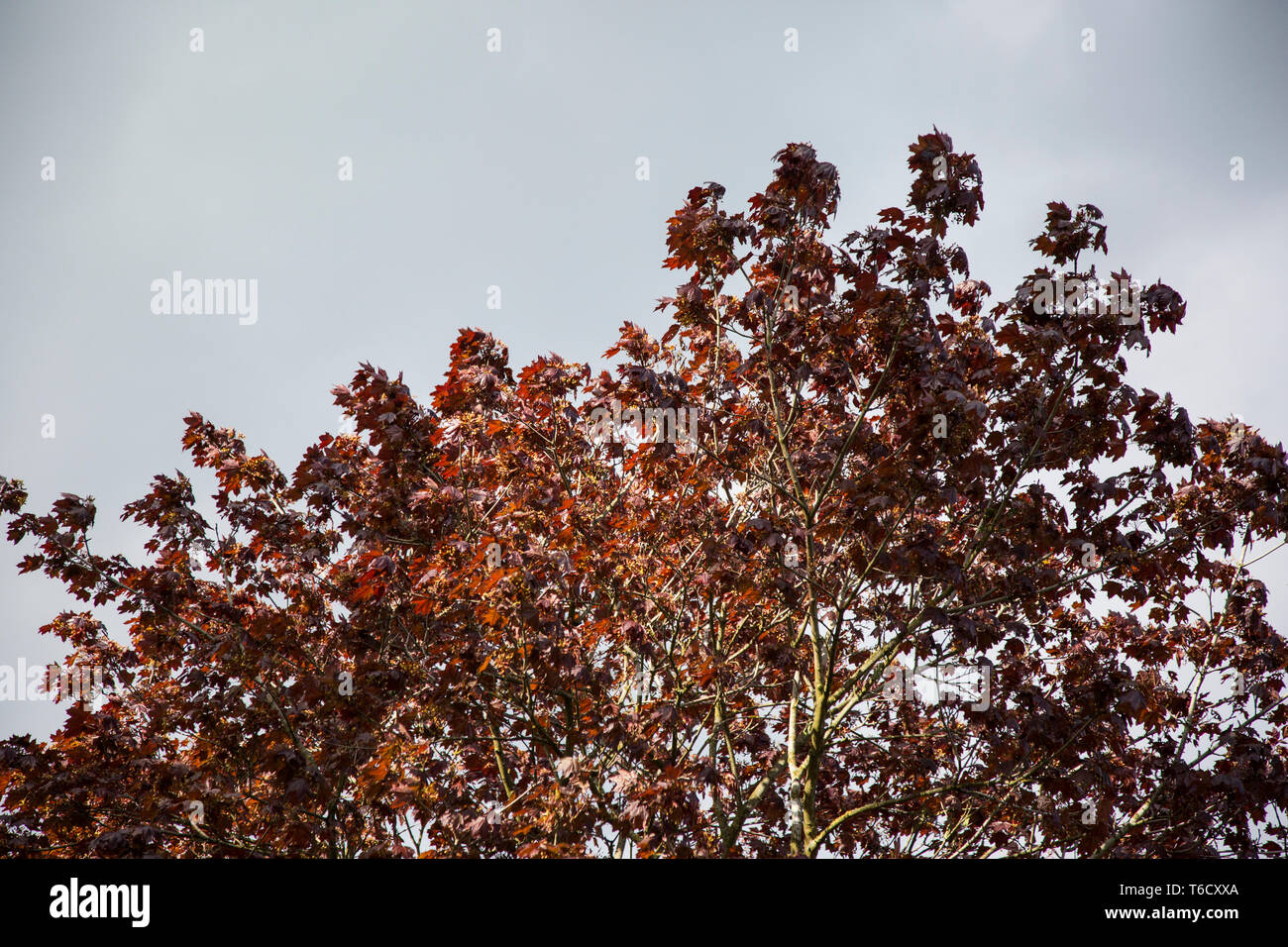 alberi Foto Stock