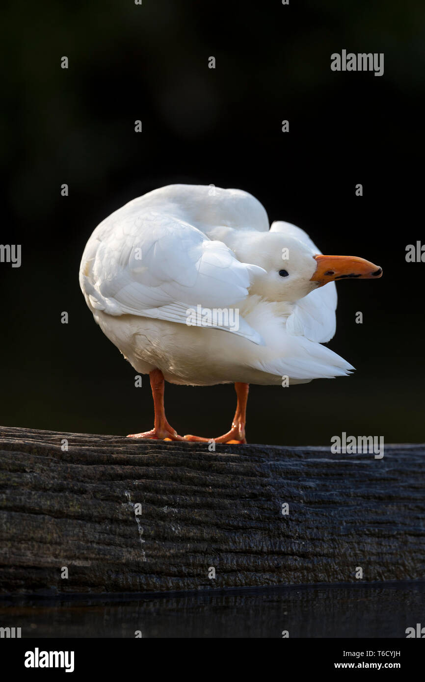 Anatra bianco; Devon, Regno Unito Foto Stock
