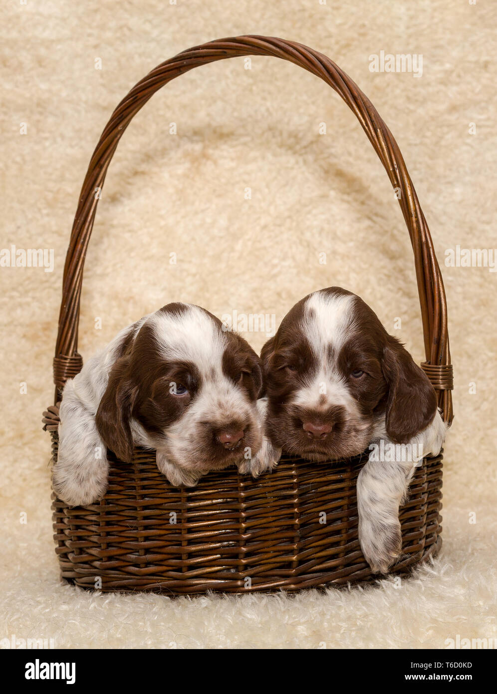 Due cucciolo di brown English Cocker Spaniel cane Foto Stock