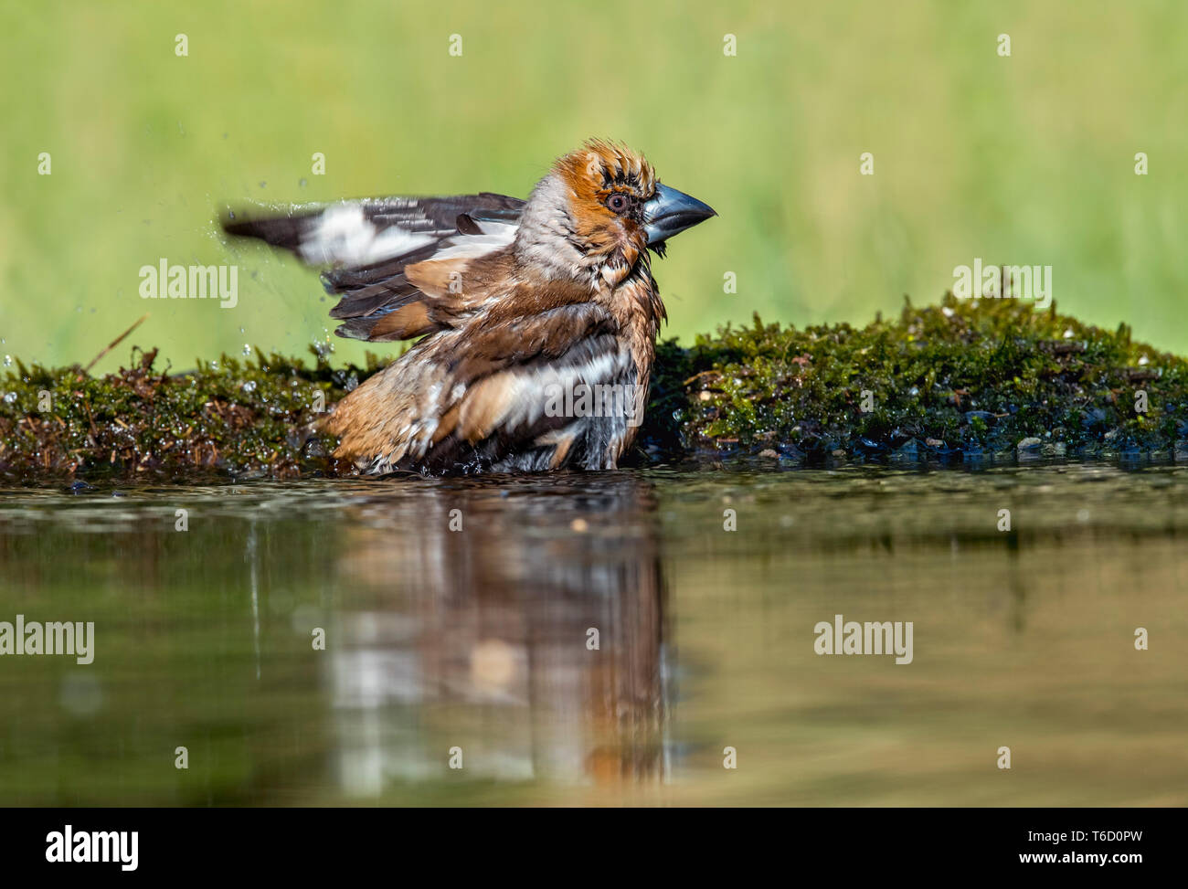 Hawfinch; Coccothraustes coccothraustes; maschio; balneazione; Regno Unito Foto Stock