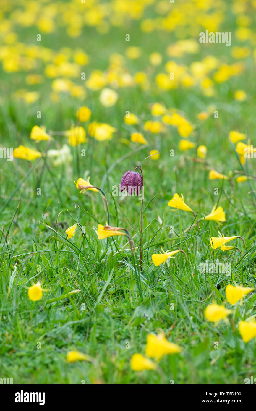 Fritillaria meleagris e Narcissus bulbocodium. Testa di serpenti fritillary e hoop-petticoat narcisi in un prato di RHS Wisley Gardens. Surrey, Regno Unito Foto Stock