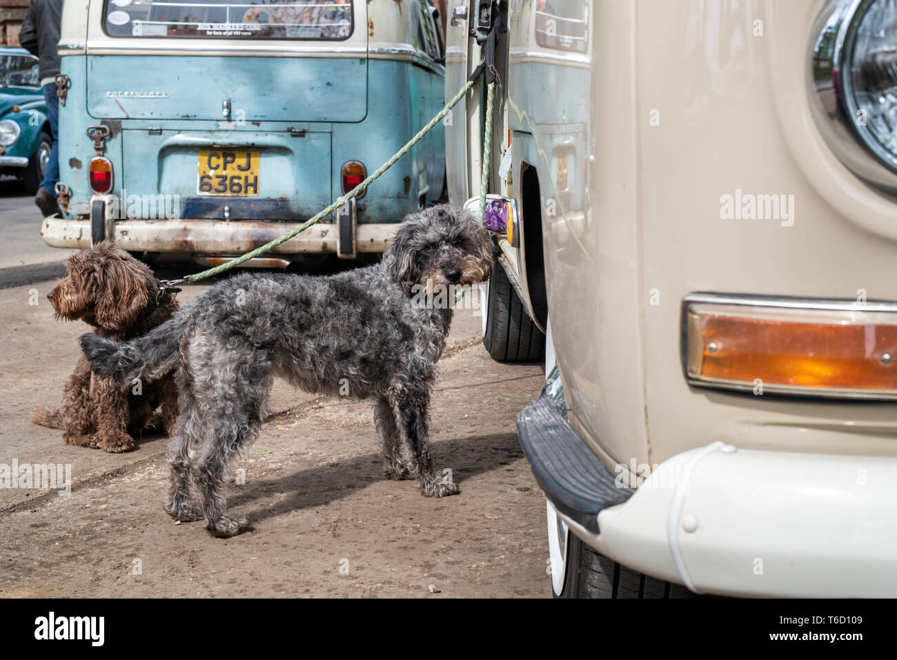 Cani su porta accanto a un 1969 Volkswagen camper van. Bicester Heritage Centre 'Drive giorno'. Bicester, Oxfordshire, Inghilterra. Foto Stock