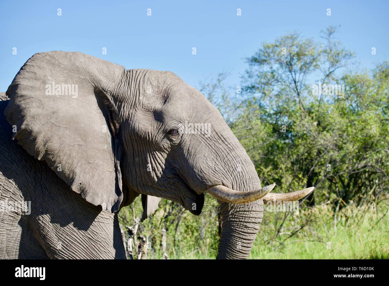 Elefante africano a Moremi Game Reserve Foto Stock
